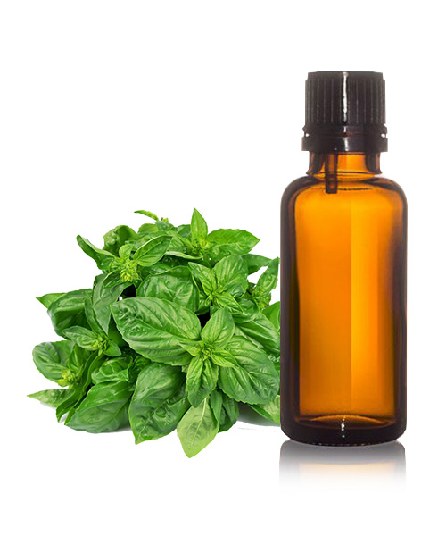 Basil Oil Holy