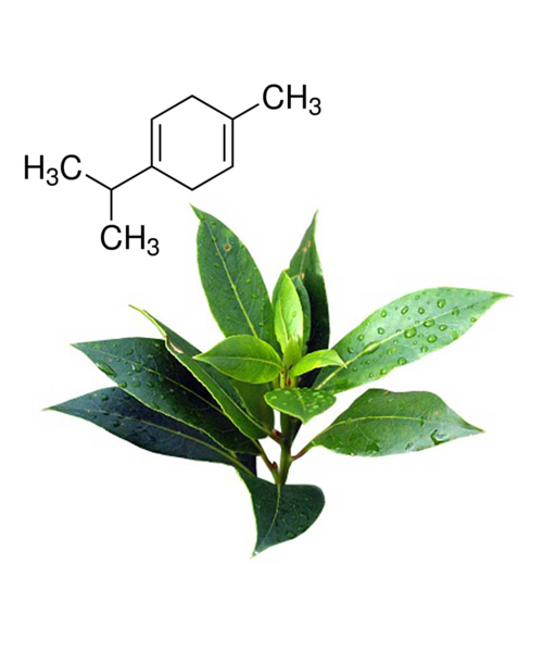 Gamma Terpinene  Natural 