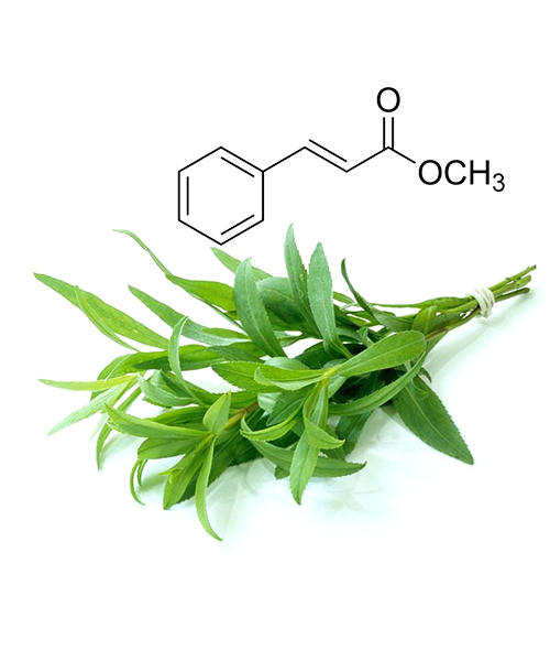 Methyl Chavicol Natural